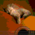 Cat Music Live Wallpaper