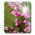 Pink Sakura Flow Bubbles HD
