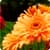 Spring Flowers  Wallpaper