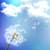 Dandelion Live Wallpapers Free