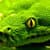Viper Snakes HD Wallpaper
