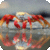 Beautiful Animal Wallpapers Free