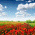 Beautiful Garden Live Wallpaper