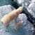 Cool Polar Bear Live Wallpaper