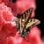Brown Butterfly Live Wallpaper