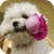 Bichon Puppy Live Wallpaper