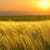 Sunny Days Live Wallpaper