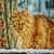 Beautiful Cat Live Wallpaper