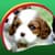 Cute Puppies Live Wallpapers Latest