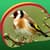 Birds Live Wallpapers Latest