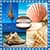 Best Seashells Photo Collage