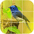 Bird Puzzle Games