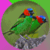 Dazzling Exotic Birds